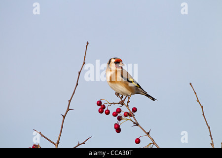 einzelne Stieglitz Zuchtjahr Zuchtjahr thront auf Weißdornbeeren vor blauem Himmel Stockfoto