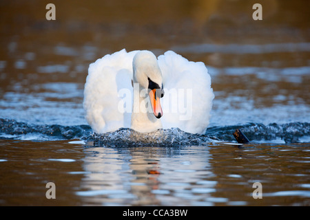 Höckerschwan; Cygnus Olor; Schwimmen; UK Stockfoto