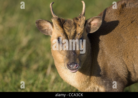 Porträt von einem einzigen Muntjac Rotwild Muntiacus reveesi Stockfoto