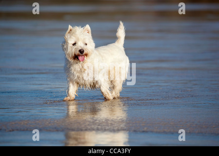 West Highland White Terrier; am Strand; UK Stockfoto