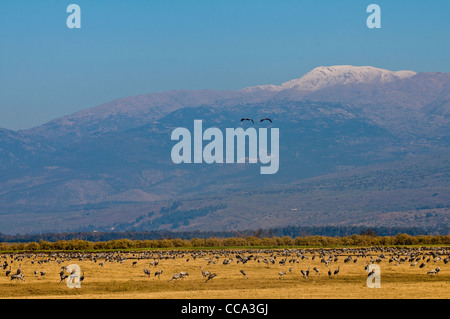 Ansicht des Berges Hermon im Norden von Israel Stockfoto