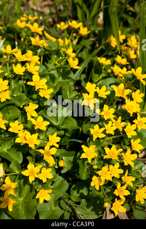 Marsh Marigold Caltha Palustris wilde Blume auf der Wiese Stockfoto
