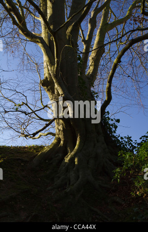 Eine knorrige alte Buche Baum Fagus Sylvatica in The Grundles bei Stanton in Suffolk, England Stockfoto