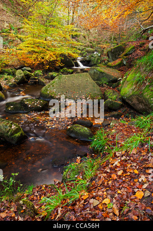 Die Schauspielerfamilie Bach fließt durch eine schöne herbstliche Szene in Padley Schlucht, Peak District, Derbyshire, Großbritannien. Stockfoto