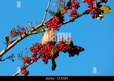 Der Buchfink (Fringilla Coelebs) am Baum mit Beeren. Stockfoto
