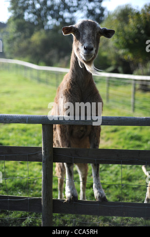 Ziege stehend auf Zaun Stockfoto