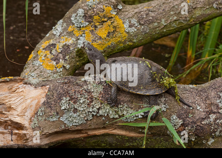 Europäische Sumpfschildkröte (Emys orbicularis). Erwachsene männliche. Stockfoto