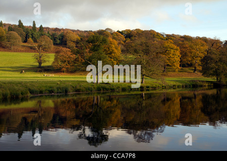 Fluß Derwent und Landschaft von Chatsworth Gründen im Herbst Derbyshire Peak District England Stockfoto