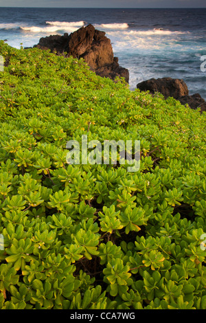 Pazifischen Ozean an Ohe'o Gulch - aka sieben Sacred Pools, Haleakala National Park, in der Nähe von Hana, Maui, Hawaii. Stockfoto