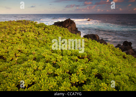 Pazifischen Ozean an Ohe'o Gulch - aka sieben Sacred Pools, Haleakala National Park, in der Nähe von Hana, Maui, Hawaii. Stockfoto