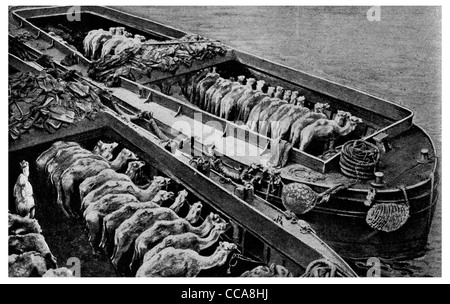 1915-Fracht Kamel Kamele flachen Kahn Route Gallipoli Lasttier Transport Wüstensafari Boot Lastkähne Stockfoto