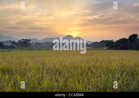 Goldener Sonnenuntergang über Feld-Hof Stockfoto