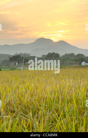 Goldener Sonnenuntergang über Feld-Hof Stockfoto