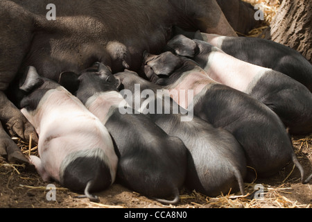 Saddleback Ferkel (Sus Scrofa). Sucklng von der Mutter. Stockfoto