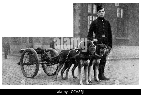 1914 belgische Hund Hunde gezeichneten Maschinengewehr wartet auf seine Regiment Roman seltene Foto Belgien Kanonier Maxim Kabelbaum Schnauze mundtot gemacht Stockfoto
