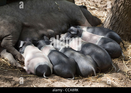 Saddleback Ferkel (Sus Scrofa Domesticus). Sucklng von der Mutter. Stockfoto