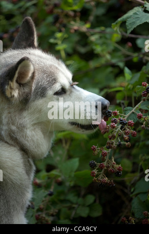 Siberian Husky, Domestc Rasse des Hundes (Canis Lupus Familiaris). Auswahl und Früchte reifen Brombeeren (Rubus Fruticosus). Stockfoto