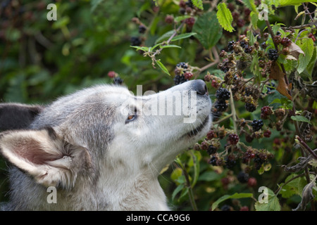 Siberian Husky, Domestc Rasse des Hundes (Canis Lupus Familiaris). Auswahl und Früchte reifen Brombeeren (Rubus Fruticosus). Stockfoto