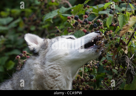 Siberian Husky, Domestc Rasse des Hundes (Canis Lupus Familiaris). Auswahl und Früchte reifen Brombeeren (Rubus Fruticosus). Stockfoto