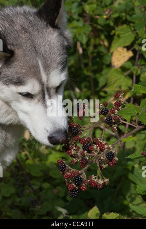 Siberian Husky, Domestc Rasse des Hundes (Canis Lupus Familiaris). Auswahl und Früchte reifen Brombeeren (Rubus Fruticosus). Stockfoto