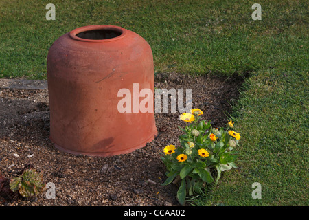 Ein Terrakotta-Rhabarber zwingt Topf mit ein Büschel von hübschen gelben sind Ringelblumen ein Ort der Farbe an einem Herbsttag. Stockfoto