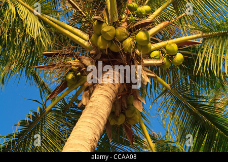 Nahaufnahme der Kokosnüsse hängen an einer Palme vor blauem Himmel Stockfoto