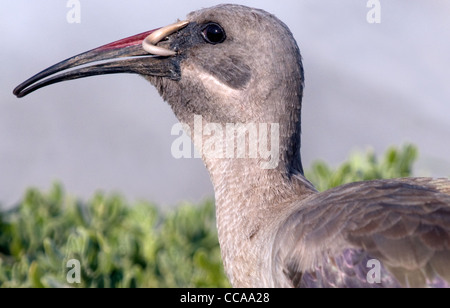 Nahaufnahme von Hadeda Ibis Bostrychia Hagedash, Essen eine langsame Schnecke, Boulders Beach, Südafrika Stockfoto