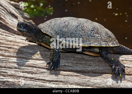 Europäische Sumpfschildkröte (Emys Obicularis). Erwachsene männliche, Sonnenbaden auf einem Baumstamm. Stockfoto