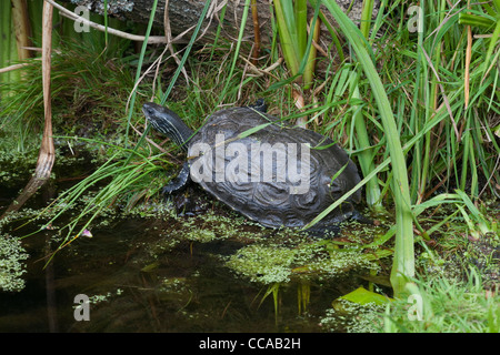 Caspian Stripe-necked Terrapin (Mauremys Caspica). Griechenland. Stockfoto