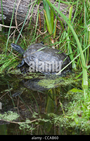 Caspian Stripe-necked Terrapin (Mauremys Caspica). Griechenland. Stockfoto