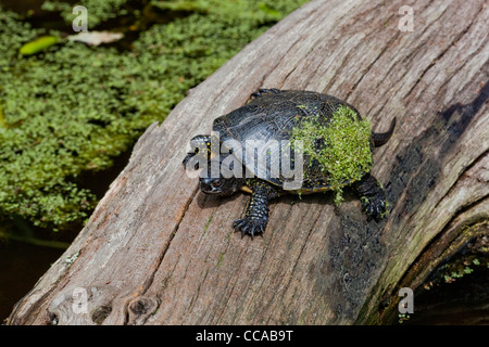 Europäische Teich Schildkröte (Emys orbicularis). Sun basking, mit Wasserlinsen (Lemna sp. ). Auf Panzers. Stockfoto