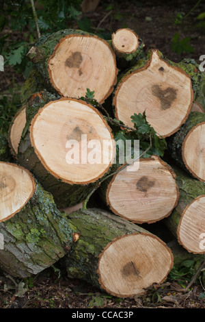 Stieleiche (Quercus Robur). Vor kurzem Schnitt Protokolle zeigen Querschnitte von Filialen mit Jahresringen. Stockfoto