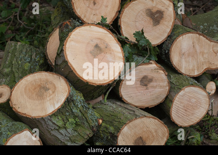 Stieleiche (Quercus Robur). Vor kurzem Schnitt Protokolle zeigen Querschnitte von Filialen mit Jahresringen. Stockfoto