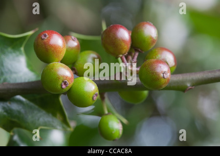 Stechpalme (Ilex Aquifolium). Weiblicher Baum. Frucht noch zu Reifen. Stockfoto