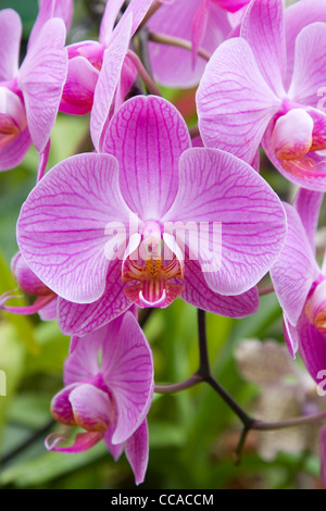 Orchidee Stockfoto