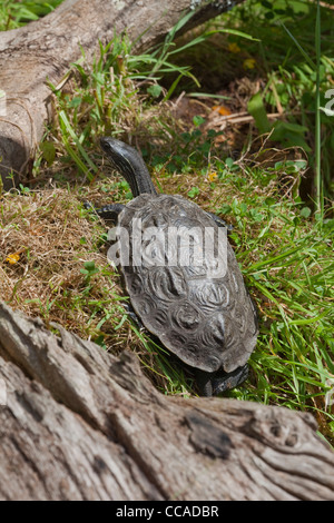 Caspian Stripe-necked Terrapin (Mauremys Caspica). Sonnenbaden. Corfu. Stockfoto