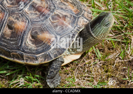 Chinesische Streifen-necked Turtle (Ocadia Sinensis). Eine von vielen asiatischen Arten, die für die menschliche Nahrungsaufnahme "geerntet". Stockfoto