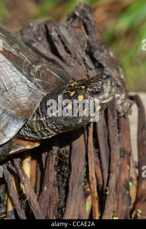 Asiatischen oder Indischen Schwarze Schildkröte oder harte Schale Schildkröte (Melanochelys trijuga thermalis Geomyda). Sri Lanka Muster. Stockfoto