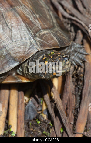 Asiatischen oder Indischen Schwarze Schildkröte oder harte Schale Schildkröte (Melanochelys trijuga thermalis Geomyda). Sri Lanka Muster. Stockfoto