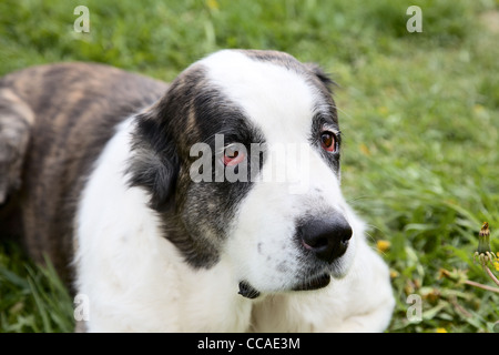 Schöne Alabay zentraler Asiatischer Schäferhund gegen einen grünen Rasen Stockfoto