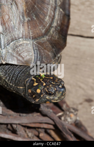 Asiatischen oder Indischen Schwarze Schildkröte oder harte Schale Schildkröte (Melanochelys trijuga thermalis Geomyda). Sri Lanka Muster. Stockfoto