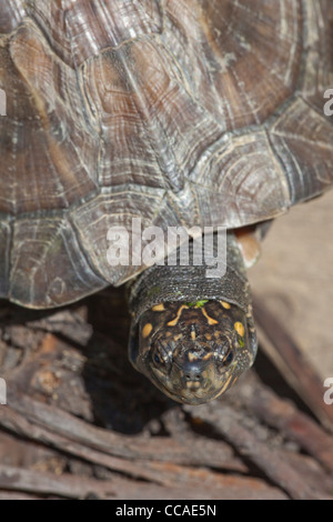 Asiatischen oder Indischen Schwarze Schildkröte oder harte Schale Schildkröte (Melanochelys trijuga thermalis Geomyda). Sri Lanka Muster. Stockfoto