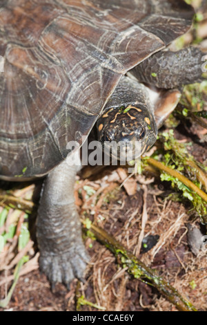 Asiatischen oder Indischen Schwarze Schildkröte oder harte Schale Schildkröte (Melanochelys trijuga thermalis Geomyda). Sri Lanka Muster. Stockfoto