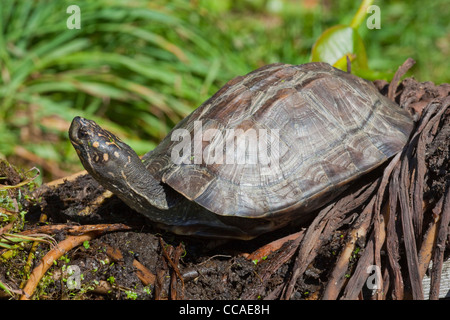 Asiatischen oder indischen schwarzen Sumpfschildkröte oder harte Schale Schildkröte Melanochelys (Geomyda) Trigua Thermalis. Sri-Lanka-Probe. Stockfoto