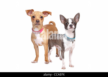 Chihuahua und eine Mischung Miniatur Pinscher vor einem weißen Hintergrund Stockfoto