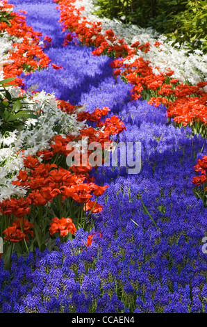 Rot, weiße und blaue Blumen wie ein Fluss im Frühling Stockfoto