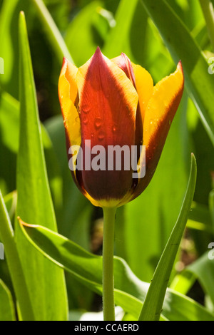 Rote und gelbe Tulpe mit Tautropfen Stockfoto