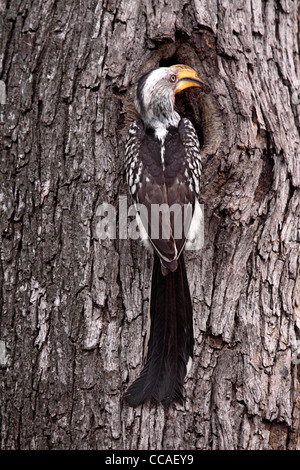 Südlichen Yellowbilled Hornbill am Nest Loch Stockfoto