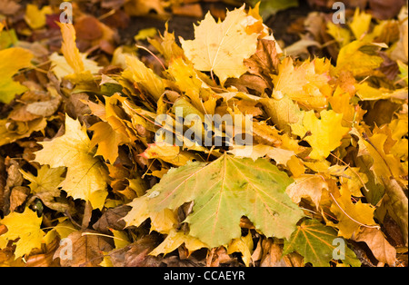 Reihe von gelben Blätter im Herbst vom Baum goin wo den Wind gefallen Ihnen Schläge Stockfoto