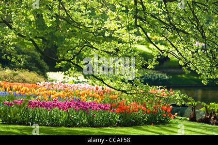 Viele Blumen im Park an einem sonnigen Tag im Frühling Stockfoto